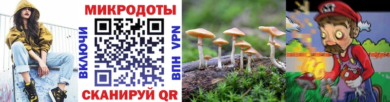 Псилоцибиновые грибы Psilocybine cubensis  Магнитогорск 